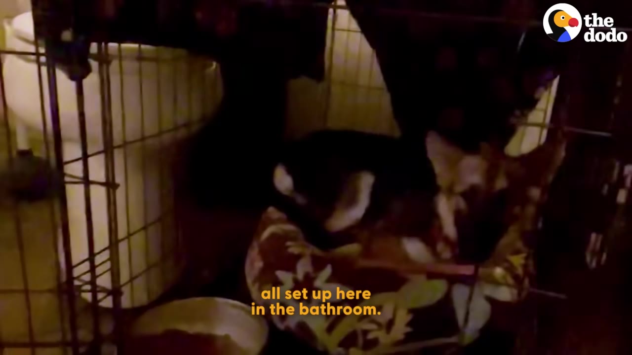 A small dog rests in a patterned pet bed inside a wire crate set up in a bathroom.
