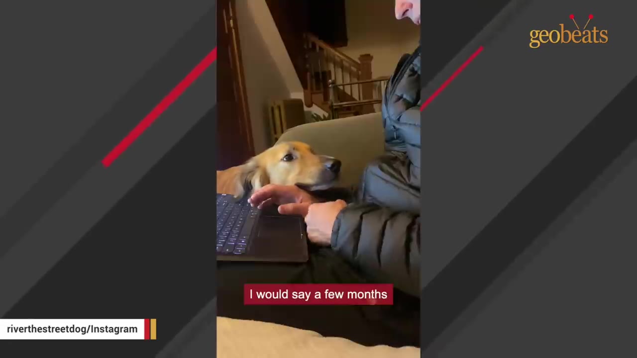 A golden-colored dog rests its chin gently on a person's hand as they sit together on a couch.