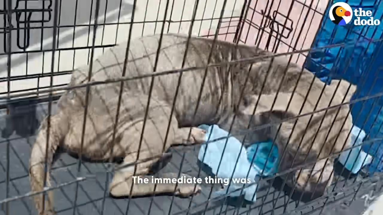 A sick, thin grey dog lies weakly on a blue pad inside a wire crate.