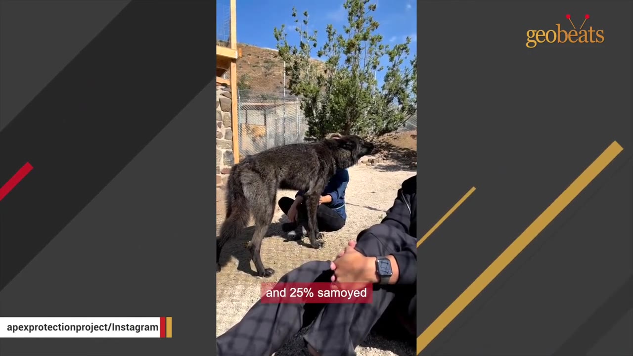 A dark-furred wolfdog stands in an outdoor enclosure near people sitting on the ground, with a subtitle reading 'and 25% samoyed'.