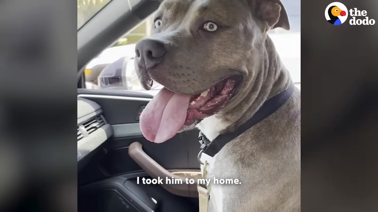 A grey and white pit bull-type dog with light-colored eyes sits inside a car, looking happy with his tongue out.