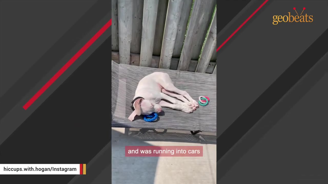 A white dog lies curled up on a grey mesh outdoor cot next to a wooden fence.
