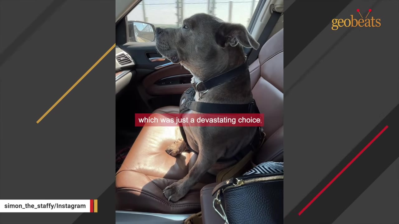 A grey Staffordshire Bull Terrier wearing a harness sits on a brown leather car seat, looking out the window, with a text overlay that reads 'which was just a devastating choice'.