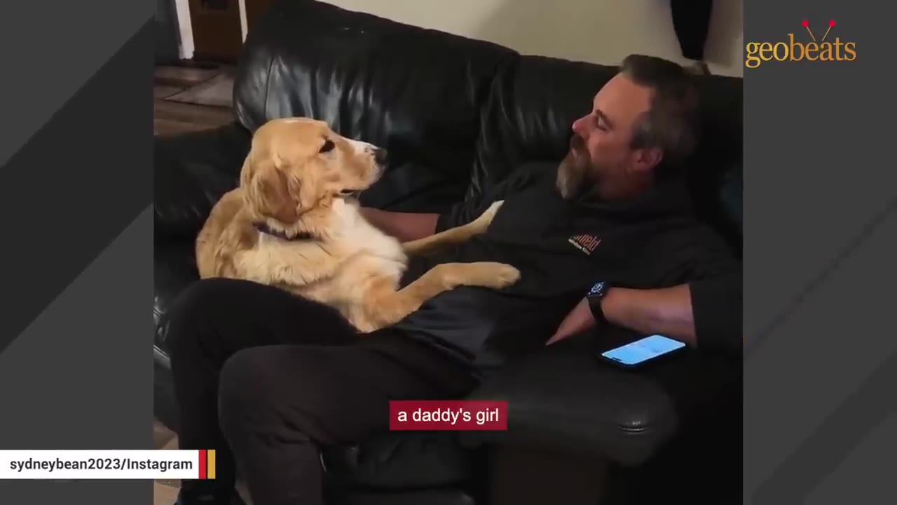A golden retriever sits on a man's lap on a black leather couch, looking up at him as he looks back at her.
