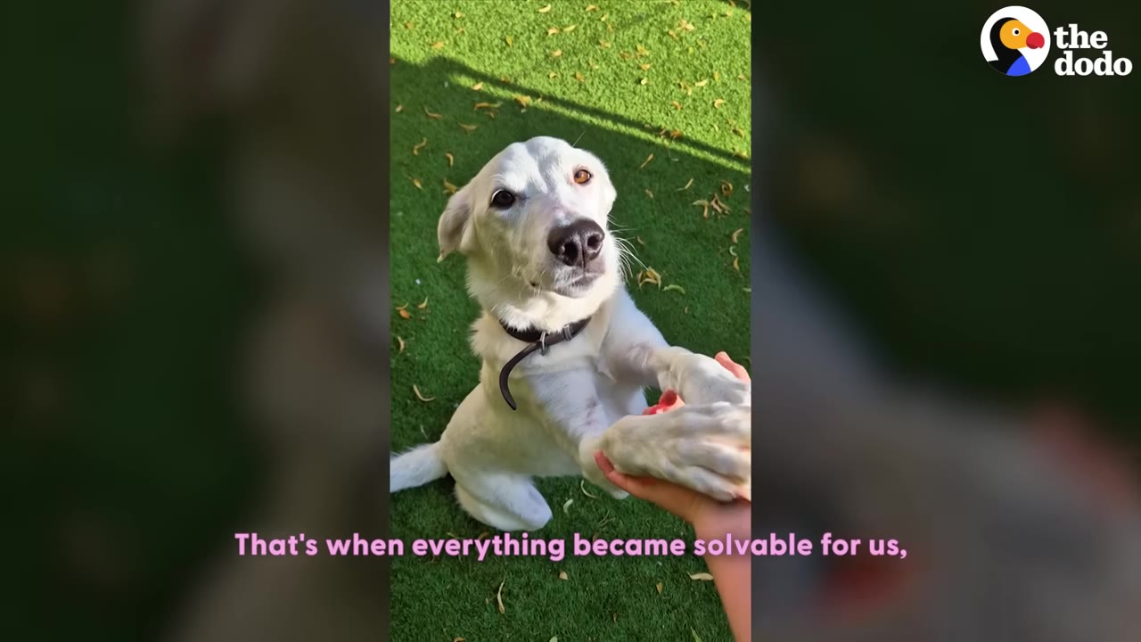 A white dog sits on green grass, looking up and placing its paw into a person's hand.