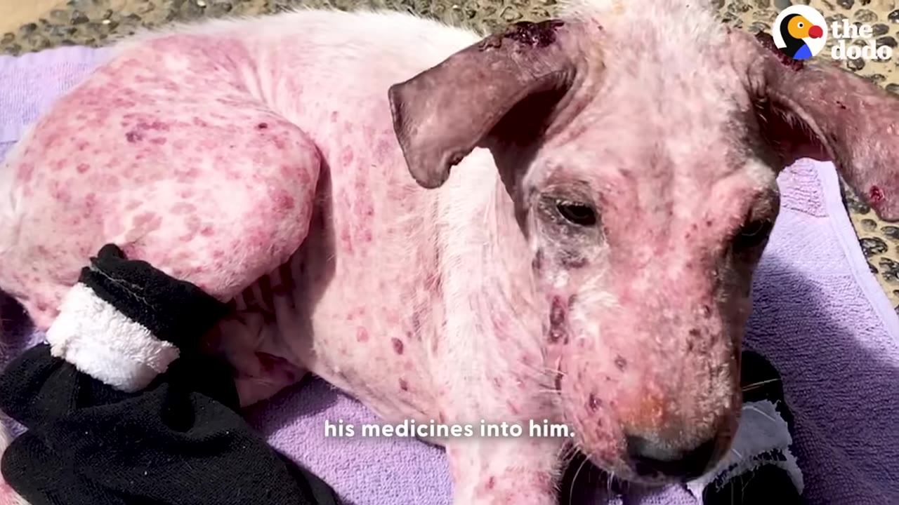 A hairless pink dog with severe skin irritation lies calmly on a purple towel, wearing a black and white bandage on his front leg.
