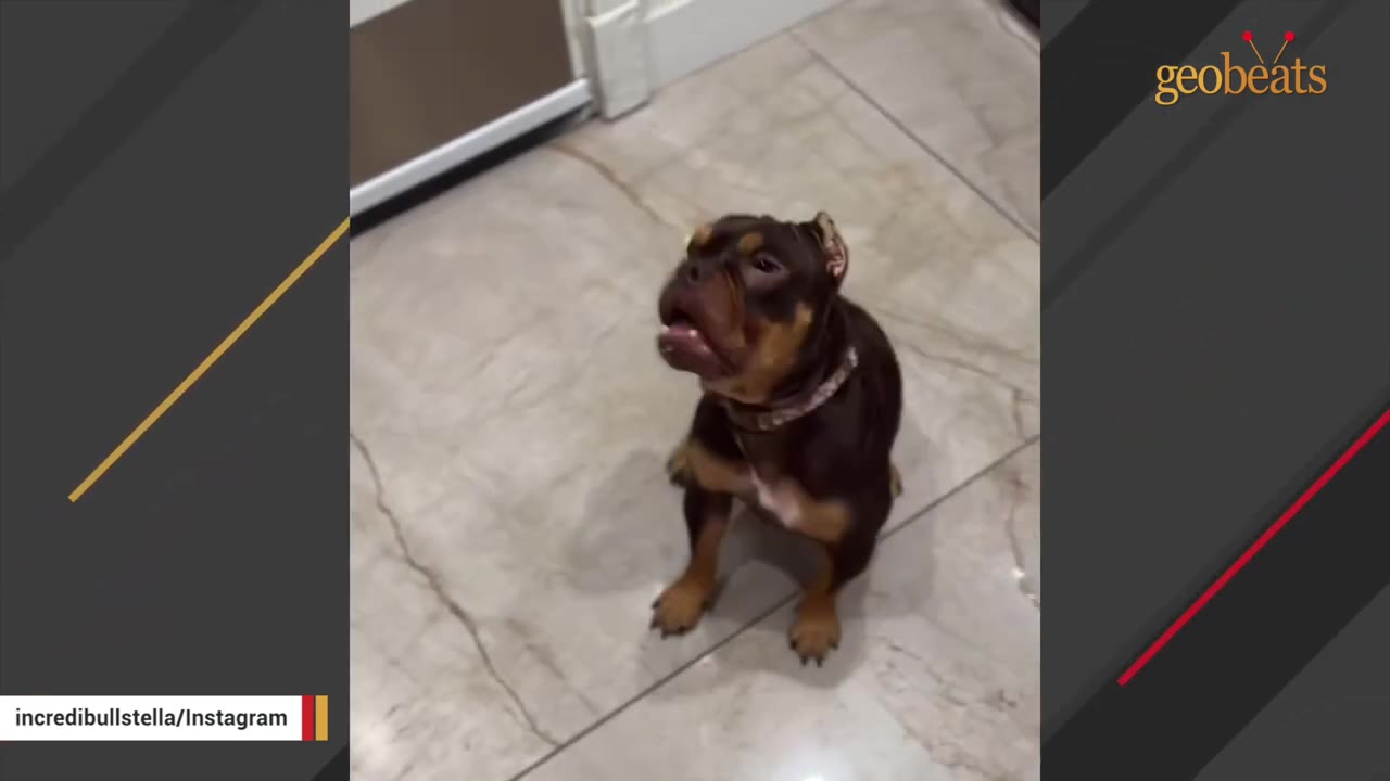 A brown and tan French Bulldog sits on a tiled floor, looking up with its mouth slightly open.