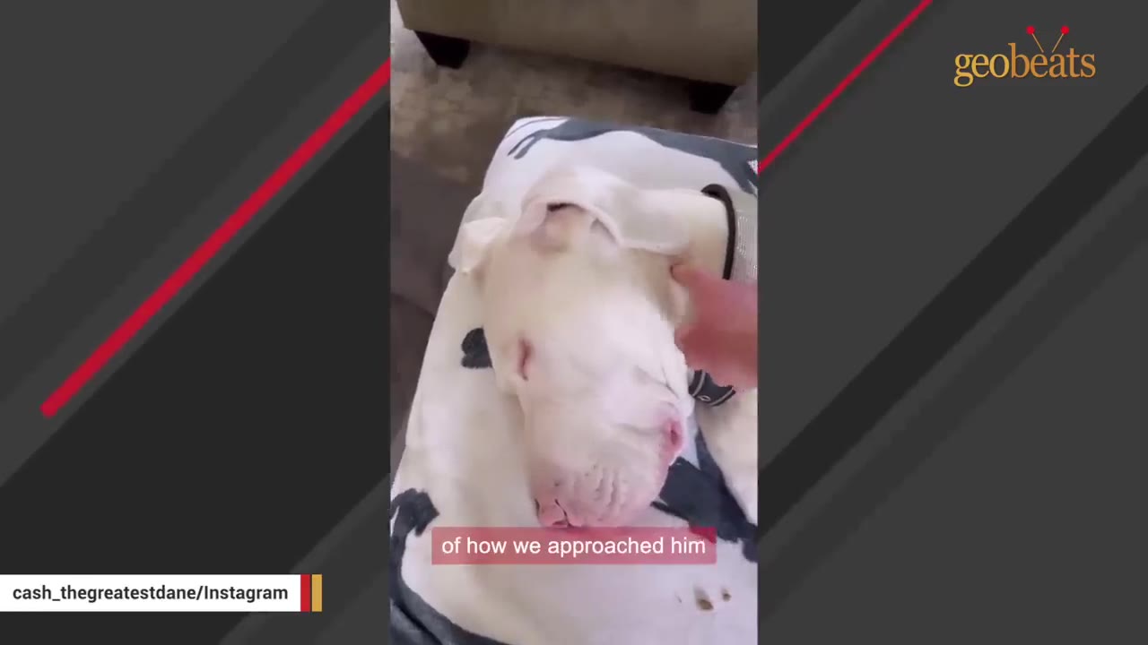 A close-up shot of a white Great Dane lying down on a patterned blanket while a hand gently pets its head.