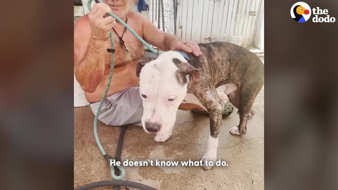 A brindle and white dog stands hesitantly as a shirtless man sitting on the ground gently pets his back, with a subtitle reading 'He doesn't know what to do.'