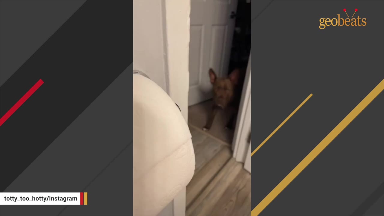 A brown dog peeks out from a doorway inside a house, looking towards the camera.