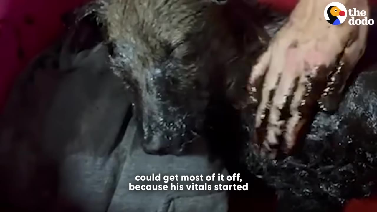A close-up shot of a dog covered in thick, dark tar, looking exhausted as a hand gently rests on its side.
