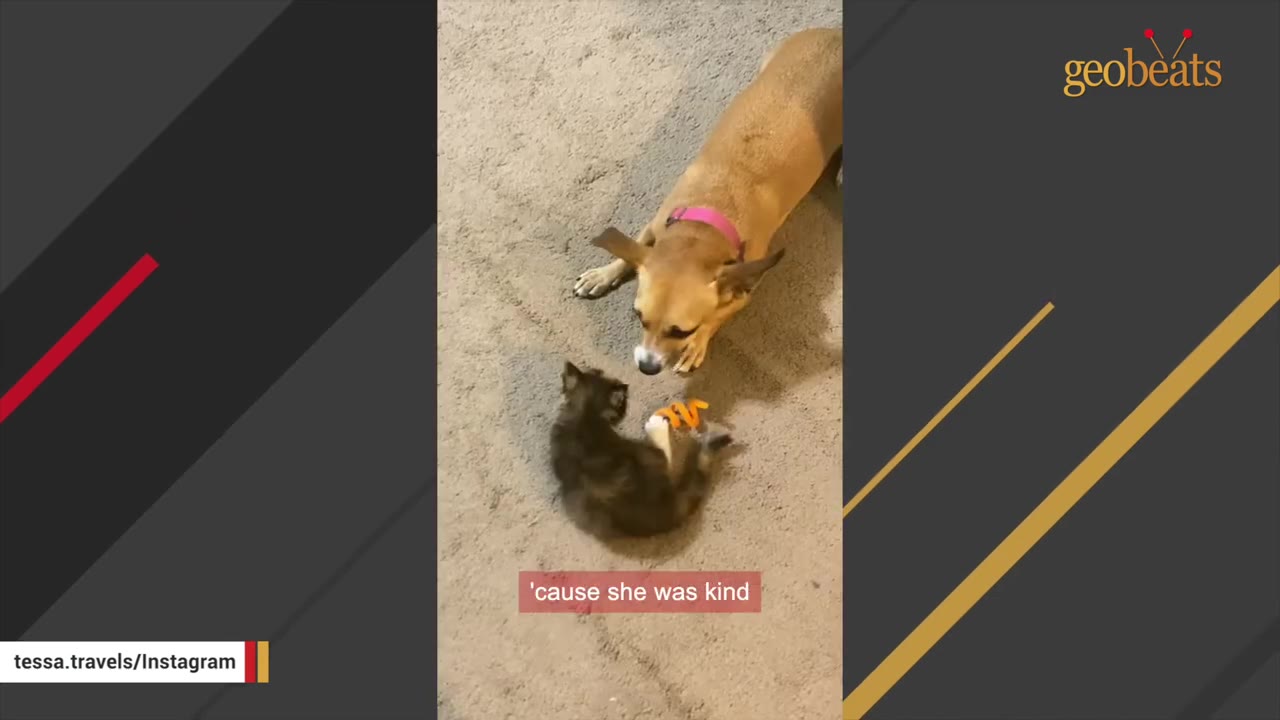 A small brown dog with a pink collar gently interacts with a tiny dark kitten on a carpeted floor.