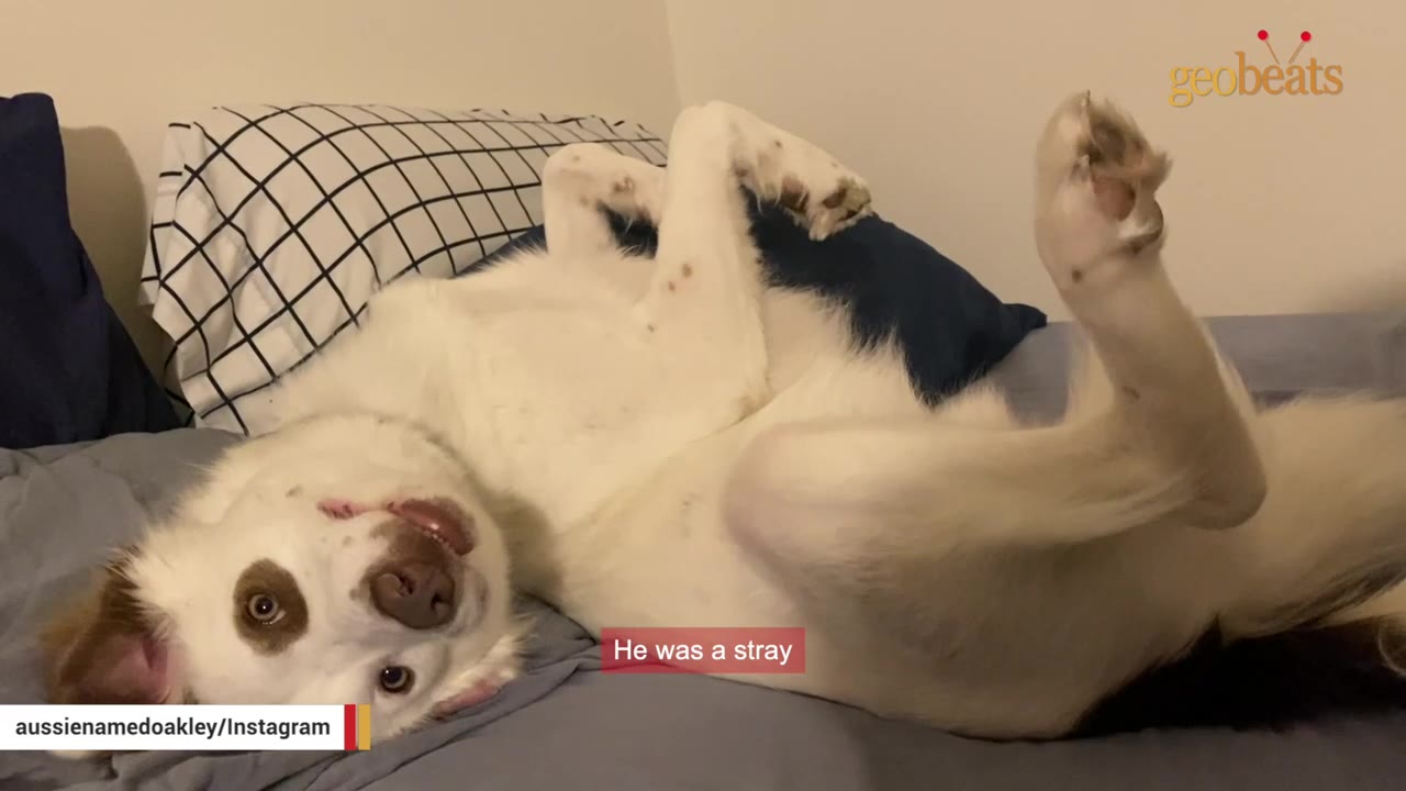 A white dog with brown patches around its eyes lies on its back on a bed, looking upside down at the camera with its paws in the air.