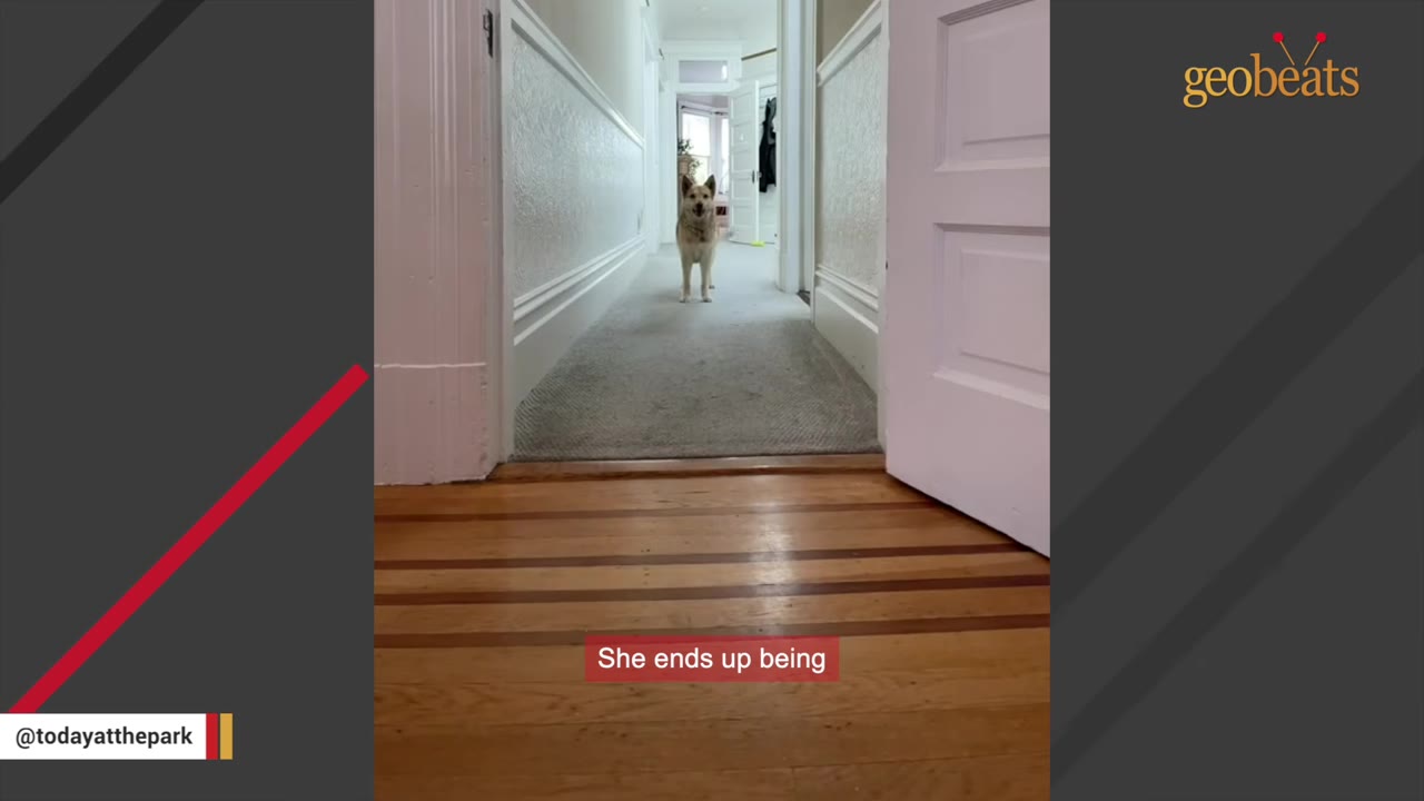 A small, blonde, husky-like dog stands at the far end of a long hallway with wooden floors and white walls.