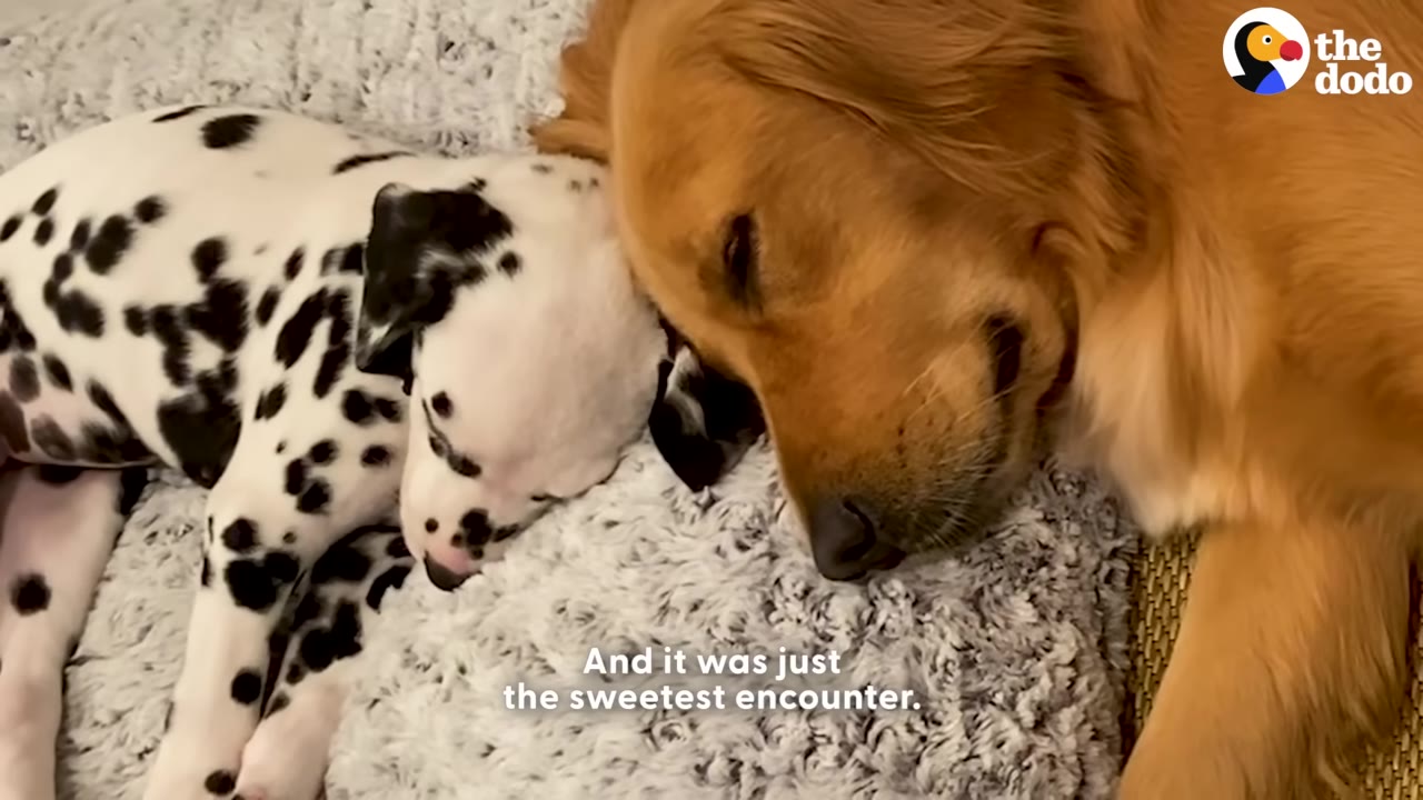 A close-up of a golden retriever and a small Dalmatian puppy sleeping side-by-side with their heads resting against each other on a fluffy grey pet bed.