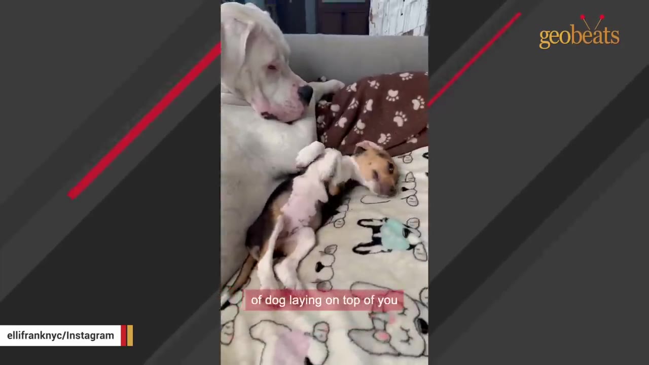 A large white dog lies on a couch next to a small brown and white puppy resting on its back.
