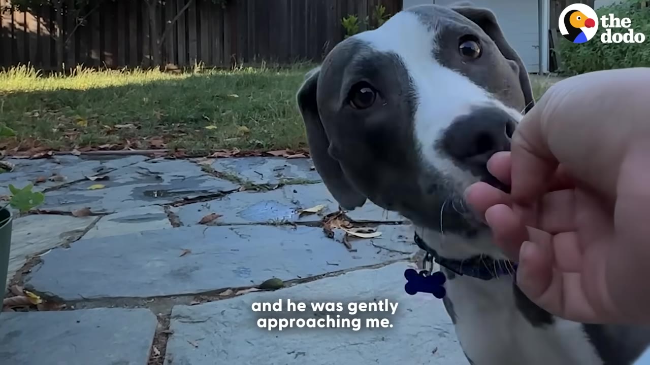 A close-up of a grey and white dog gently sniffing or taking a treat from a person's hand outdoors on a stone patio.
