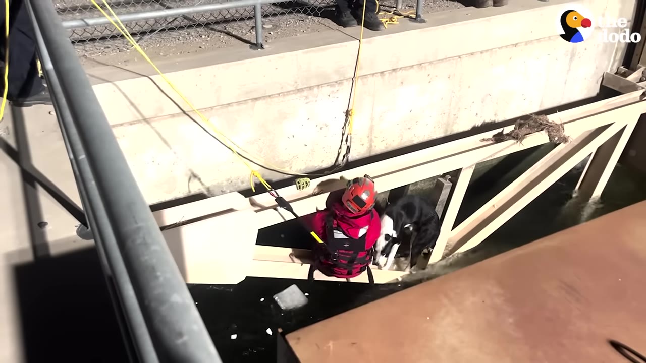 A firefighter in a red jacket and helmet sits on a wooden structure over water, leaning close to a black and white dog.
