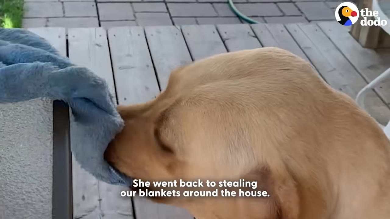 A close-up of a yellow Labrador Retriever holding a blue blanket in its mouth on a wooden deck.