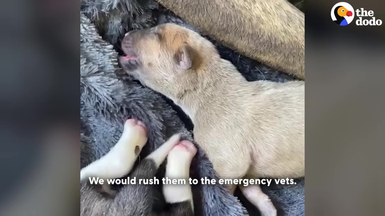 A tiny, light-colored puppy lies on a soft grey blanket, crying out with its mouth open, next to the paws of another puppy.
