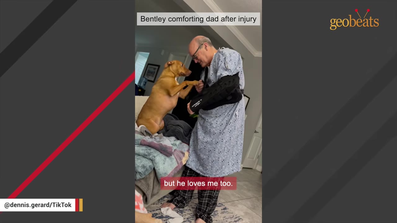 A brown dog stands on a couch to place its paw on the arm of a man wearing a hospital gown and arm sling.