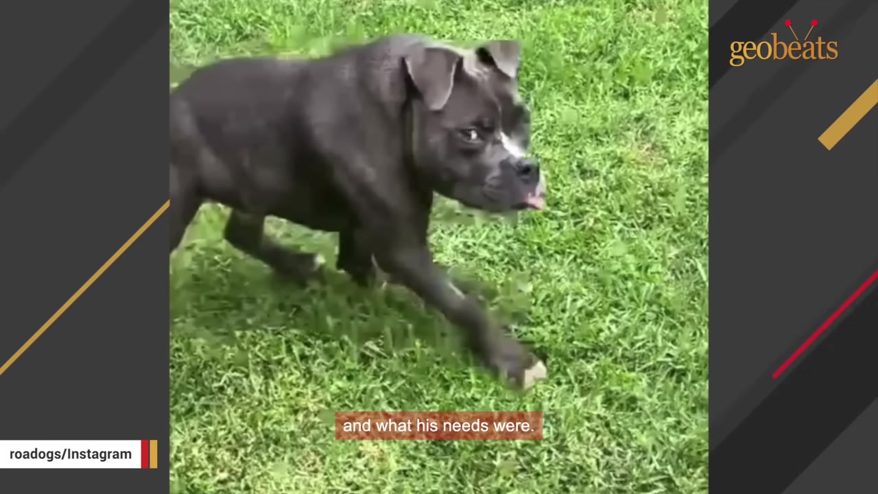 A grey dog with a short spine walks on green grass, showing his unique compact body shape.