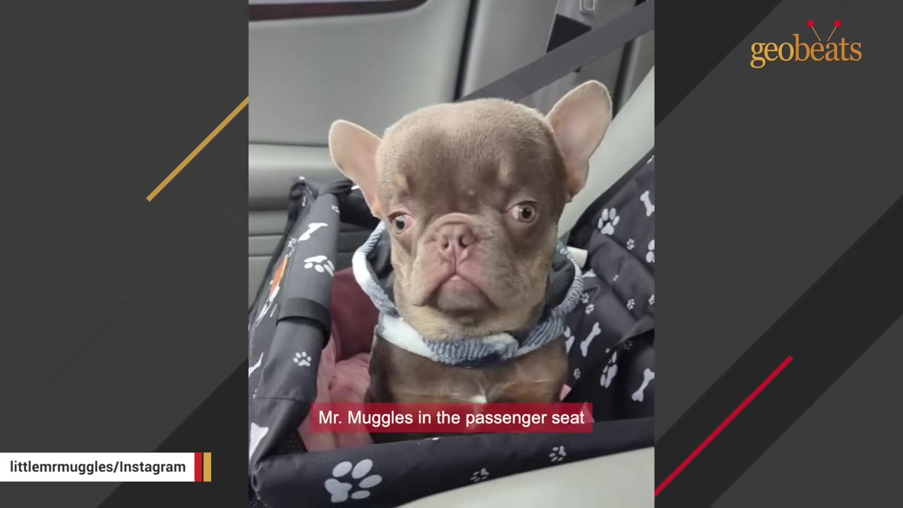A small brown French Bulldog named Mr. Muggles sits upright in a black and white paw-print patterned car seat, looking directly at the camera.