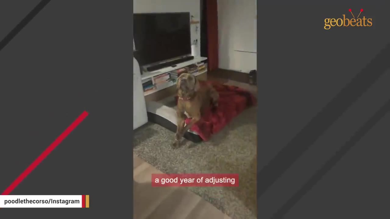 A brown dog sits on a red blanket on its dog bed in a living room next to a television stand.