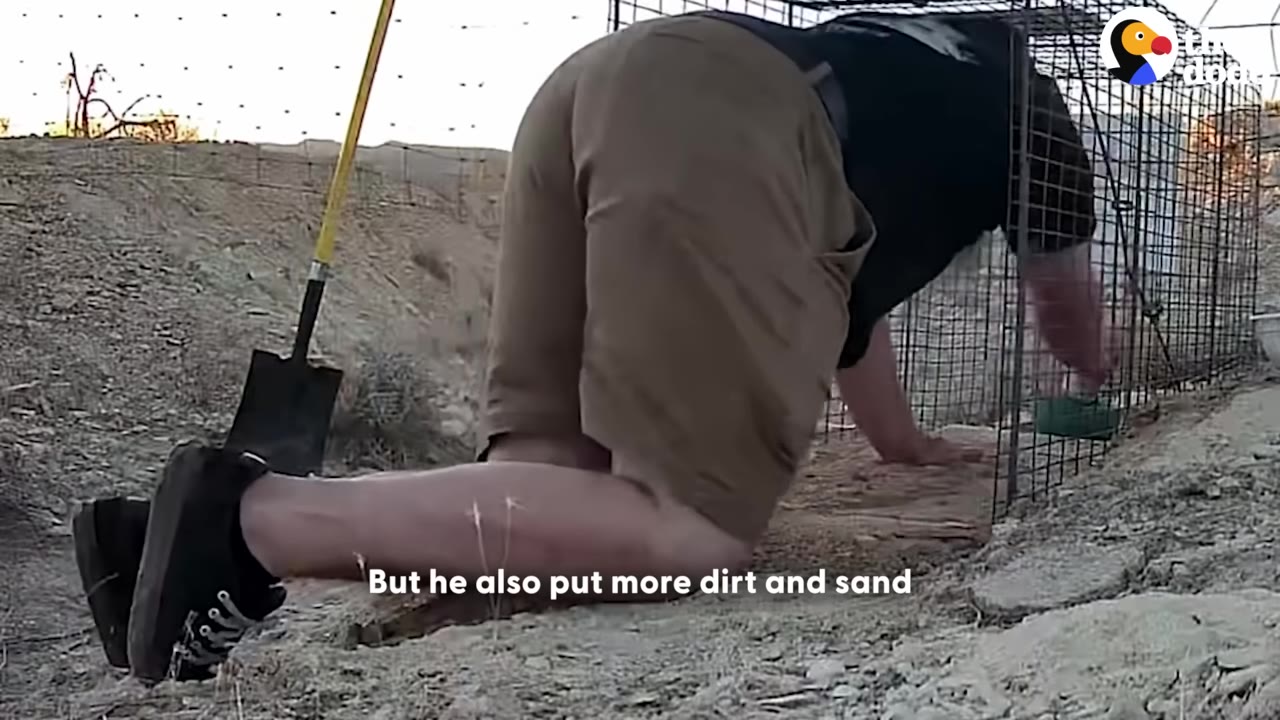 A man crawls inside a wire cage trap on a sandy ground, placing dirt and sand over the wire floor, with a shovel resting nearby.