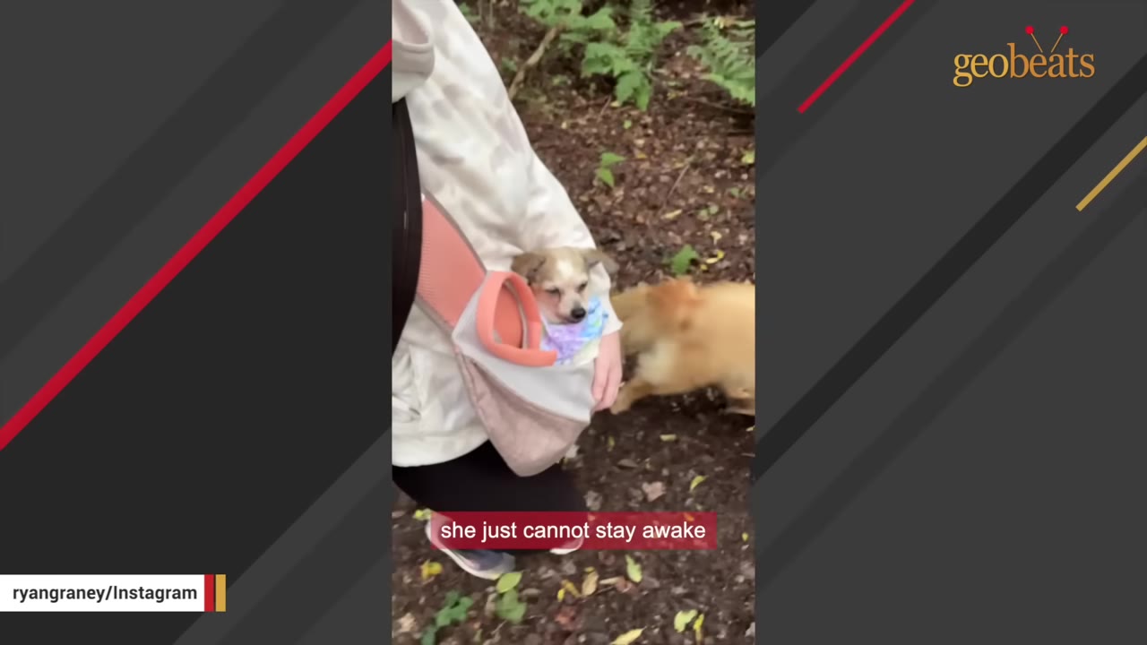 A small dog wearing a colorful bandana is carried in a fabric sling by a person walking on a forest path.