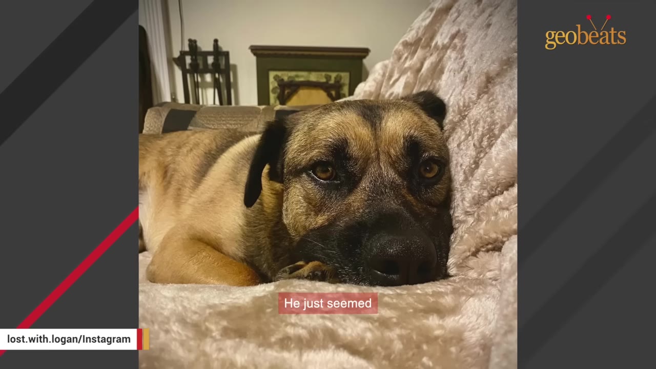 A close-up of a brown and black dog resting its head on a soft, plush blanket, looking directly at the camera with gentle, expressive eyes.