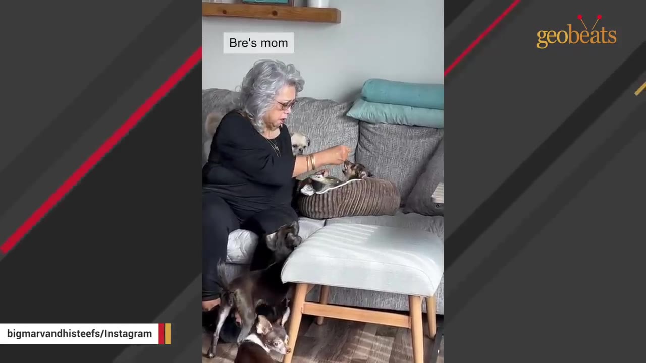 An older woman with grey hair sitting on a grey couch feeds a small dog resting in a brown dog bed, while other small dogs gather nearby.