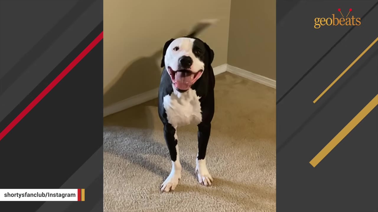 A large black and white dog stands indoors on a carpeted floor, looking directly at the camera with an open mouth and wagging tail.