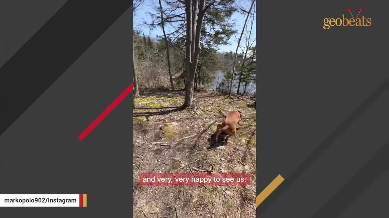 A brown dog stands in a wooded clearing near a body of water, looking towards the camera.