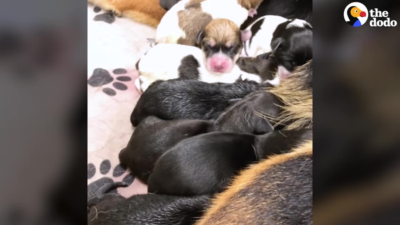 A close-up shot of a large litter of newborn puppies, including black, brown, and white puppies, huddled together in a pile next to their mother.