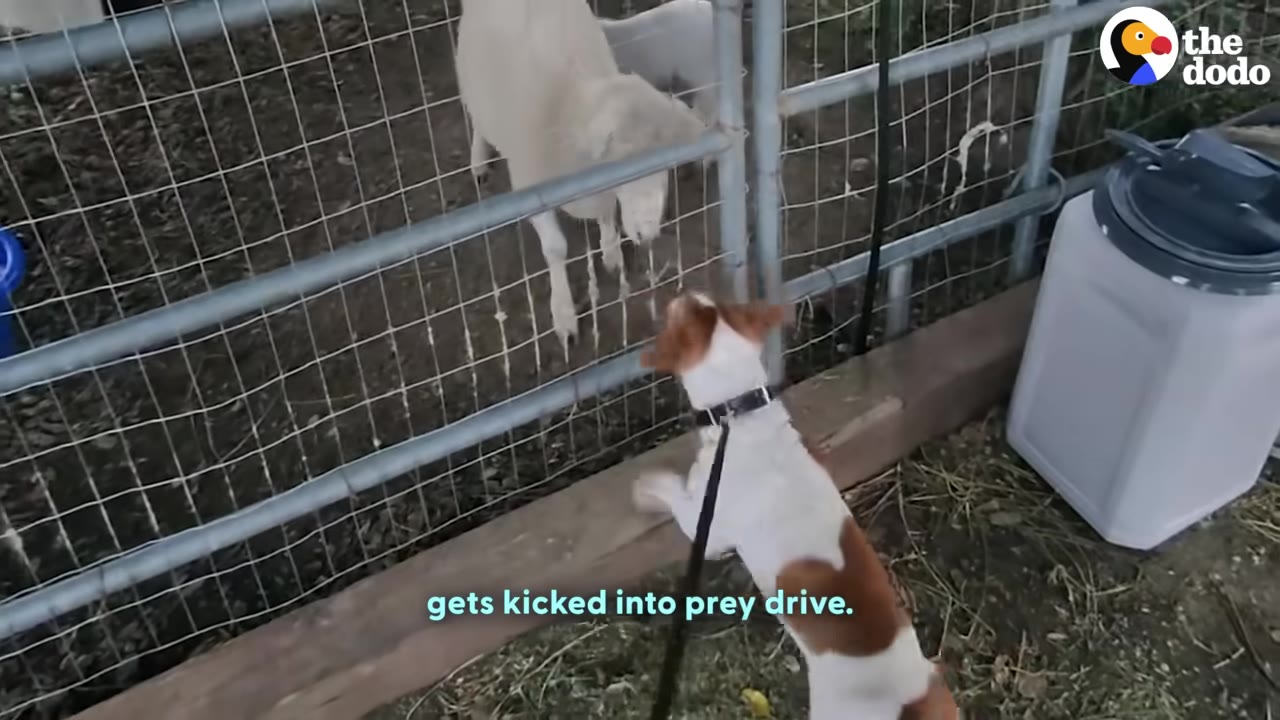 A brown and white dog on a leash jumps up excitedly toward a white goat behind a wire fence.