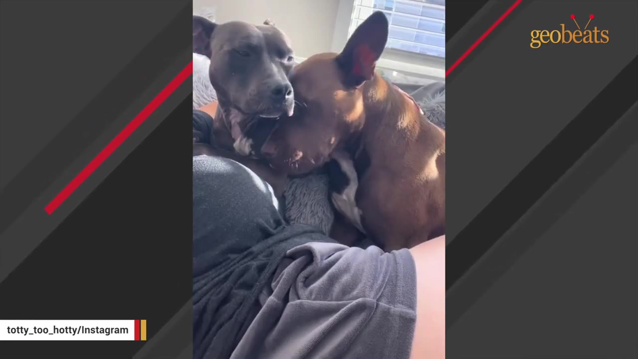 Two dogs, one dark grey and one brown, cuddle together closely on a person's lap.