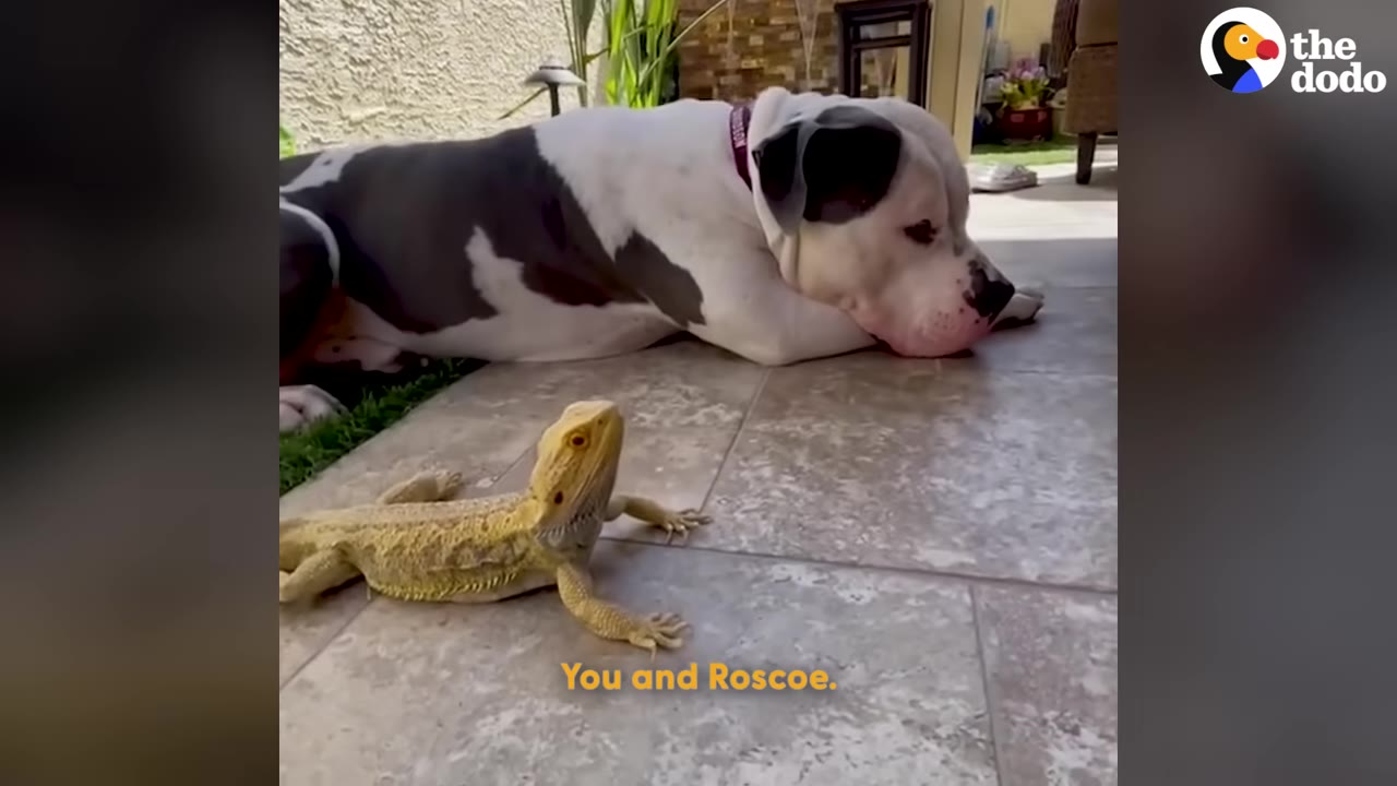 A grey and white pit bull lies on a tiled patio, looking calmly at a yellow bearded dragon lizard sitting nearby.