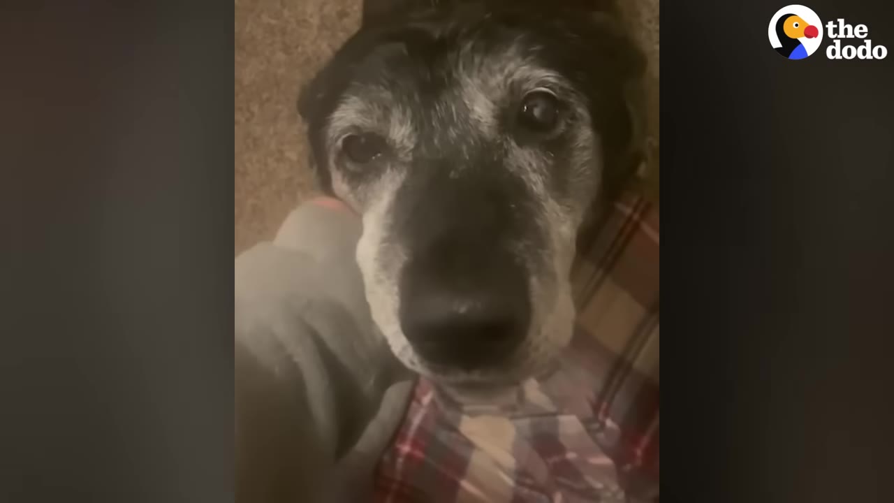 A close-up of an elderly black dog with a grey muzzle looking up alertly while resting on a plaid blanket.