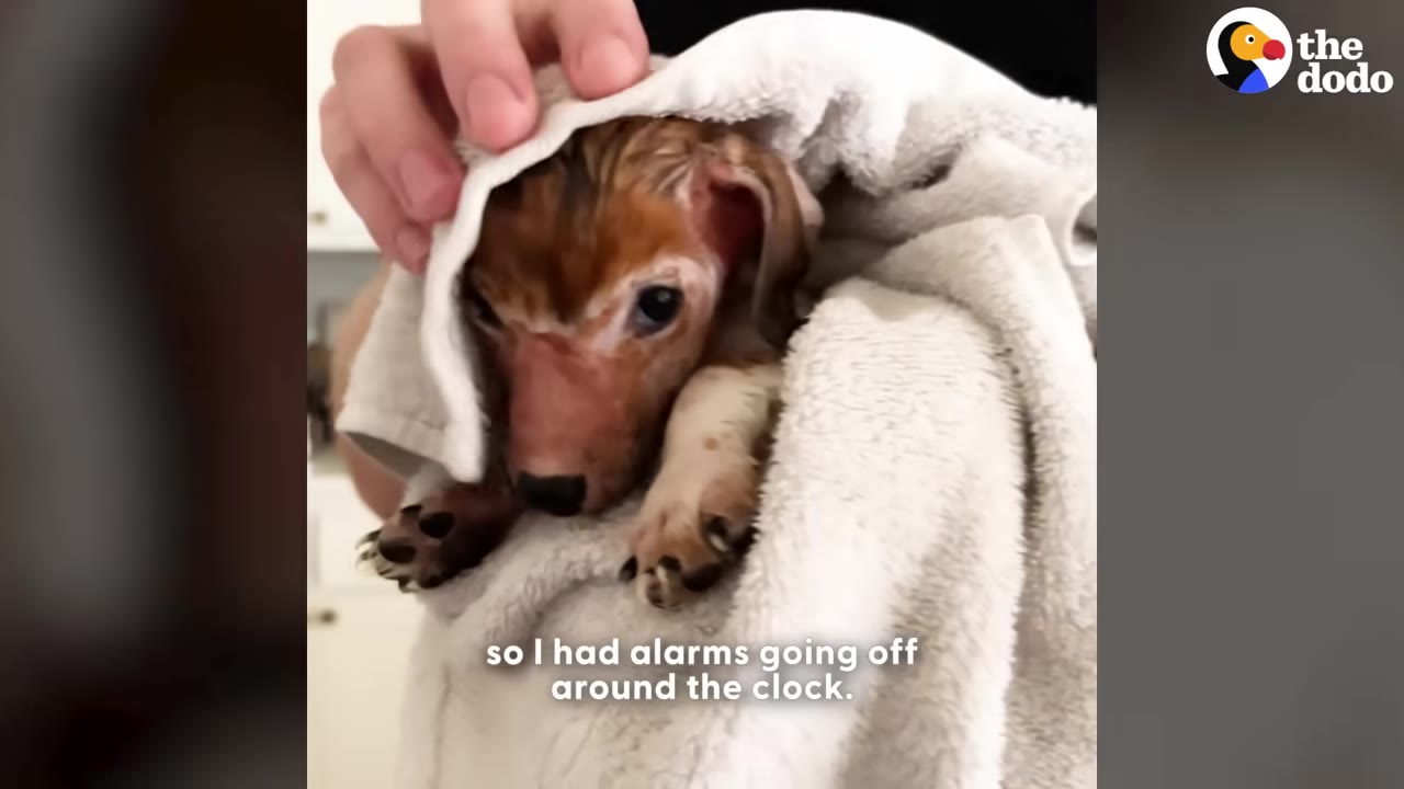 A small brown and white dachshund puppy wrapped in a white towel is gently held by a person's hand.