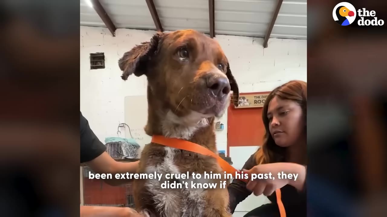A brown dog with an orange collar stands inside a rescue facility while being cared for by two staff members.