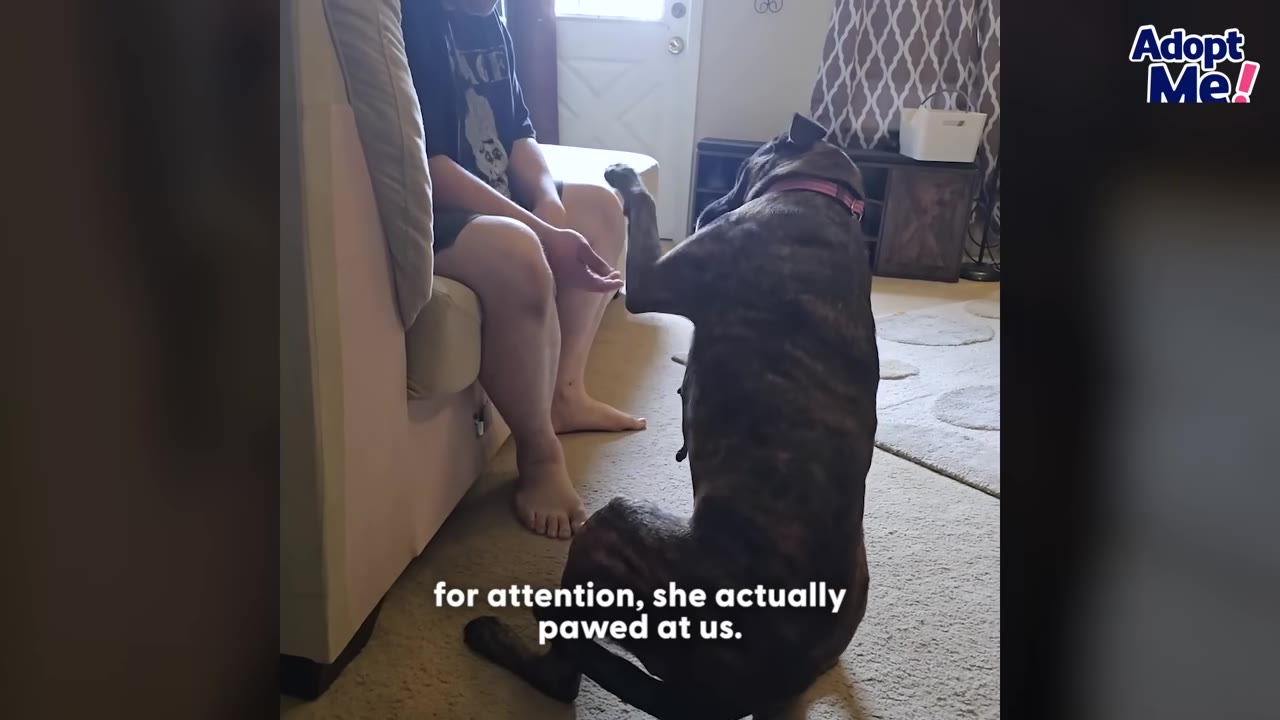 A brindle dog sits on the floor and raises its paw toward a person sitting on a couch, asking for attention.