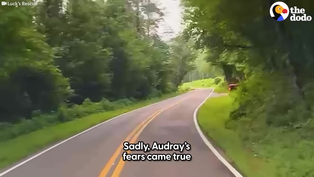 A view from a vehicle driving down a winding two-lane road surrounded by lush green trees and foliage in daylight.