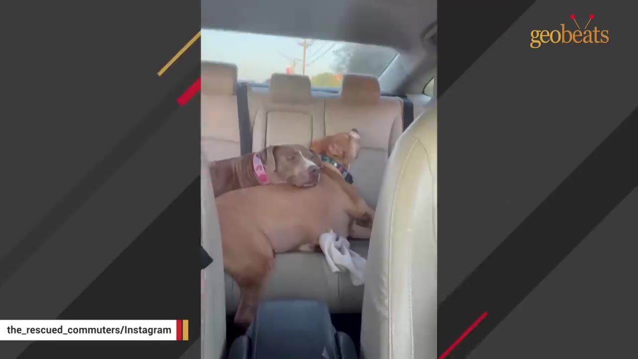 Two dogs snuggling together in the backseat of a car during a ride.