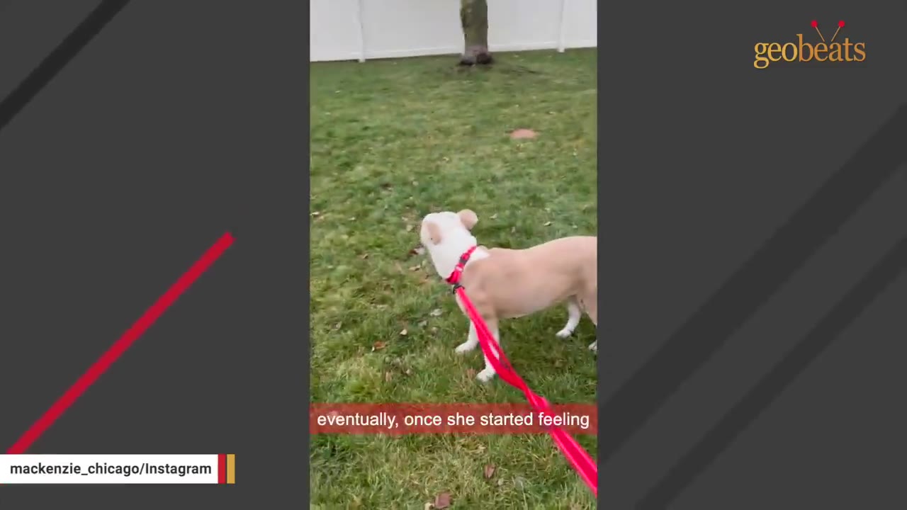 A tan and white dog wearing a red collar and leash stands on a green grassy lawn in a backyard.