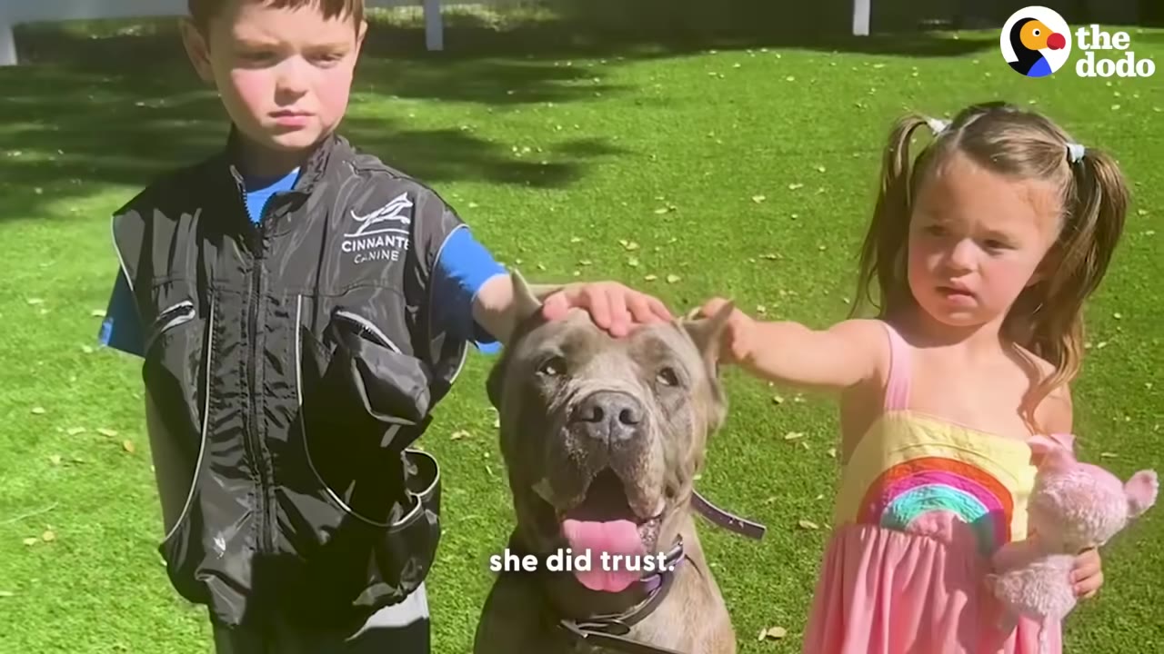 A large grey dog sits happily on a green lawn while a young boy and a young girl gently pet its head.