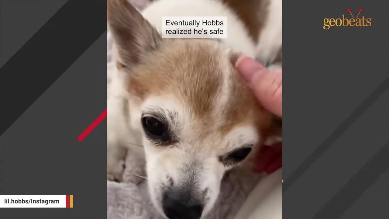A close-up of a small tan and white Chihuahua named Hobbs being gently petted on the head by a human hand, with text overlay reading 'Eventually Hobbs realized he's safe'.