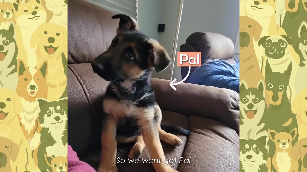 A German Shepherd puppy sits on a brown leather armchair, looking off to the side with a curious expression.