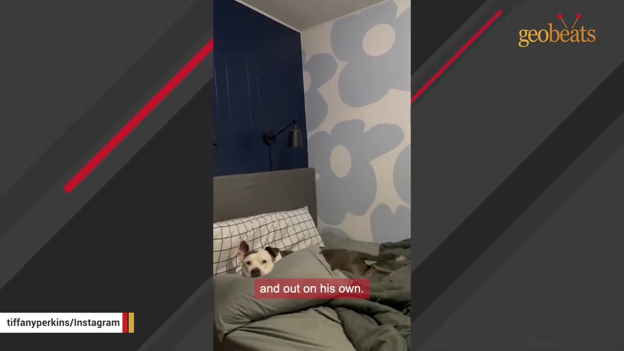 A white and grey dog named Noodle rests on a bed in a bedroom with a blue wall and light blue floral wallpaper.