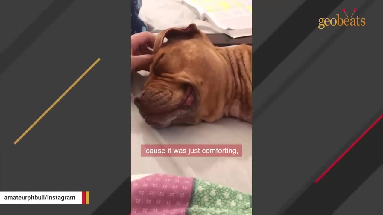A close-up of a brown dog resting its head on a bed while a person's hand gently strokes its head.